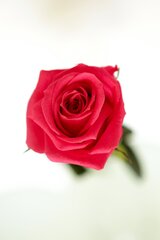 Stabilizēta mini roze Amorosa cena un informācija | Stabilizētās rozes, augi | 220.lv