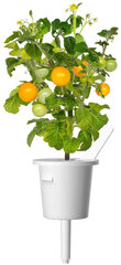 Click & Grow Smart Garden uzpilde Dzeltenie mini tomāti 3gb. cena un informācija | Diedzēšanas trauki | 220.lv