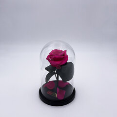 Roze stikla kolbā S, Fuksijas krāsā (20 cm aug. / 12,5 cm plat.) cena un informācija | Stabilizētās rozes, augi | 220.lv