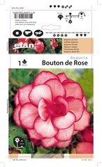 Begonijas bumbuļveida Bouton de Rose 1 gab. cena un informācija | Sīpolpuķes | 220.lv