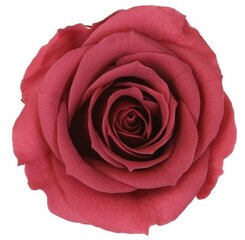 Stabilizēta roze Amorosa cranberry cena un informācija | Stabilizētās rozes, augi | 220.lv