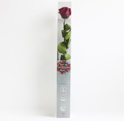 Stabilizēta roze Amorosa cranberry cena un informācija | Stabilizētās rozes, augi | 220.lv