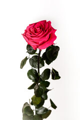Stabilizēta roze Amorosa Premium dark pink cena un informācija | Stabilizētās rozes, augi | 220.lv