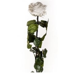 Stabilizēta roze Amorosa Premium balta cena un informācija | Stabilizētās rozes, augi | 220.lv