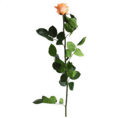 Stabilizēta roze Amorosa Standard Persiku cena un informācija | Stabilizētās rozes, augi | 220.lv