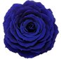 Stabilizēta roze Amorosa Premium zila cena