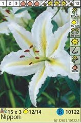 Dekoratīvās lilijas Nippon 3 gab. cena un informācija | Sīpolpuķes | 220.lv