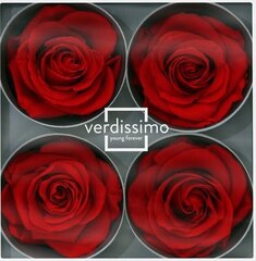 Stabilizētas Premium rozes 4 gab., sarkanas cena un informācija | Stabilizētās rozes, augi | 220.lv