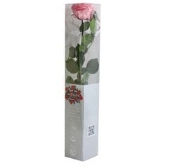 Stabilizēta roze Amorosa Premium, rozā cena un informācija | Stabilizētās rozes, augi | 220.lv