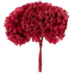 Stabilizēts Standard Hortenzijas tumši rozā cena un informācija | Stabilizētās rozes, augi | 220.lv