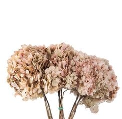 Stabilizētas divkrāsu Hortenzijas krēmkrāsa / rozā cena un informācija | Stabilizētās rozes, augi | 220.lv