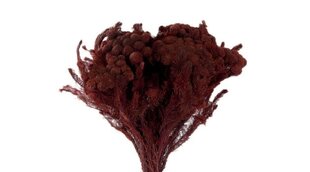 Stabilizēta Brunia Bizantijas krāsa cena un informācija | Stabilizētās rozes, augi | 220.lv