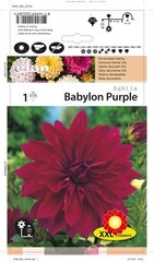 Dālijas dekoratīvas Babylon purple 1 gab. cena un informācija | Sīpolpuķes | 220.lv