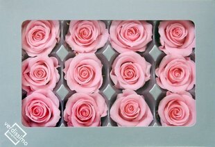 Stabilizētas Mini rozes 12 gab., rozā cena un informācija | Stabilizētās rozes, augi | 220.lv
