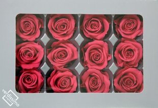 Stabilizētas Mini rozes 12 gab., tumši rozā cena un informācija | Stabilizētās rozes, augi | 220.lv