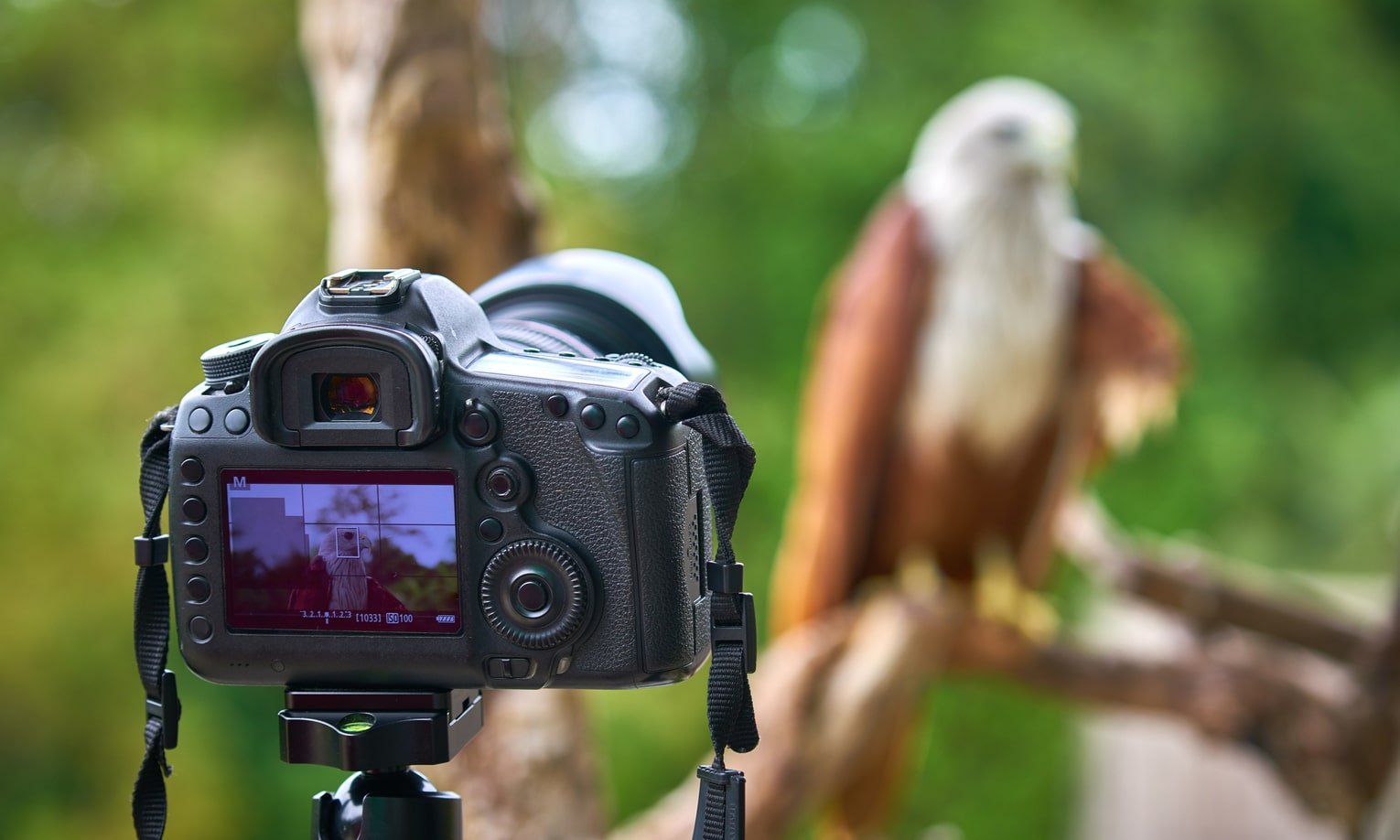 фотографирование птицы зеркальной камерой