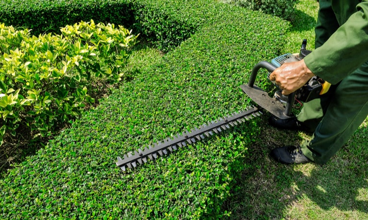 мужчина обрезает кусты в саду