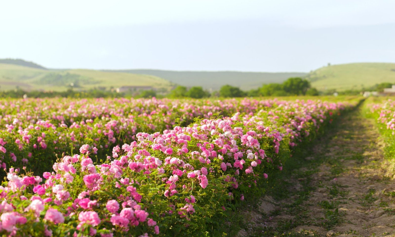 плантация розовых роз для изготовления парфюмерии