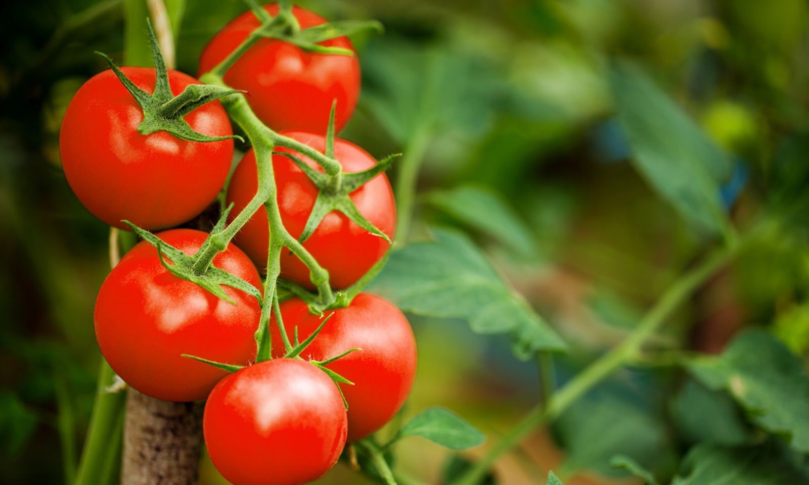 lieli tomati audzeti siltumnica